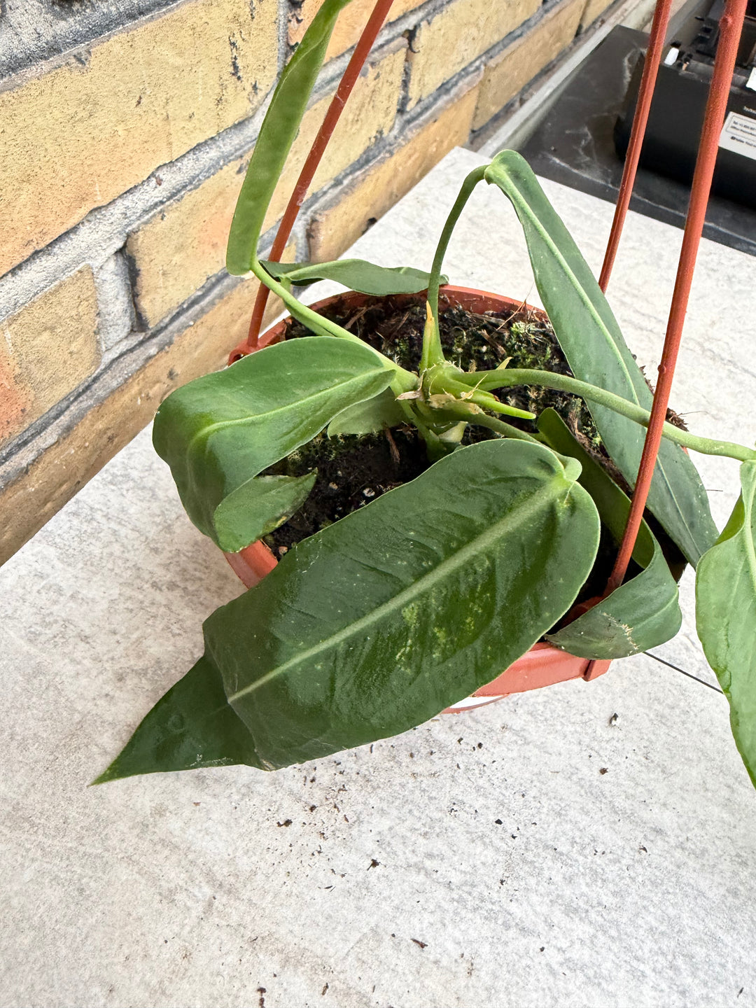 Anthurium pallidiflorum