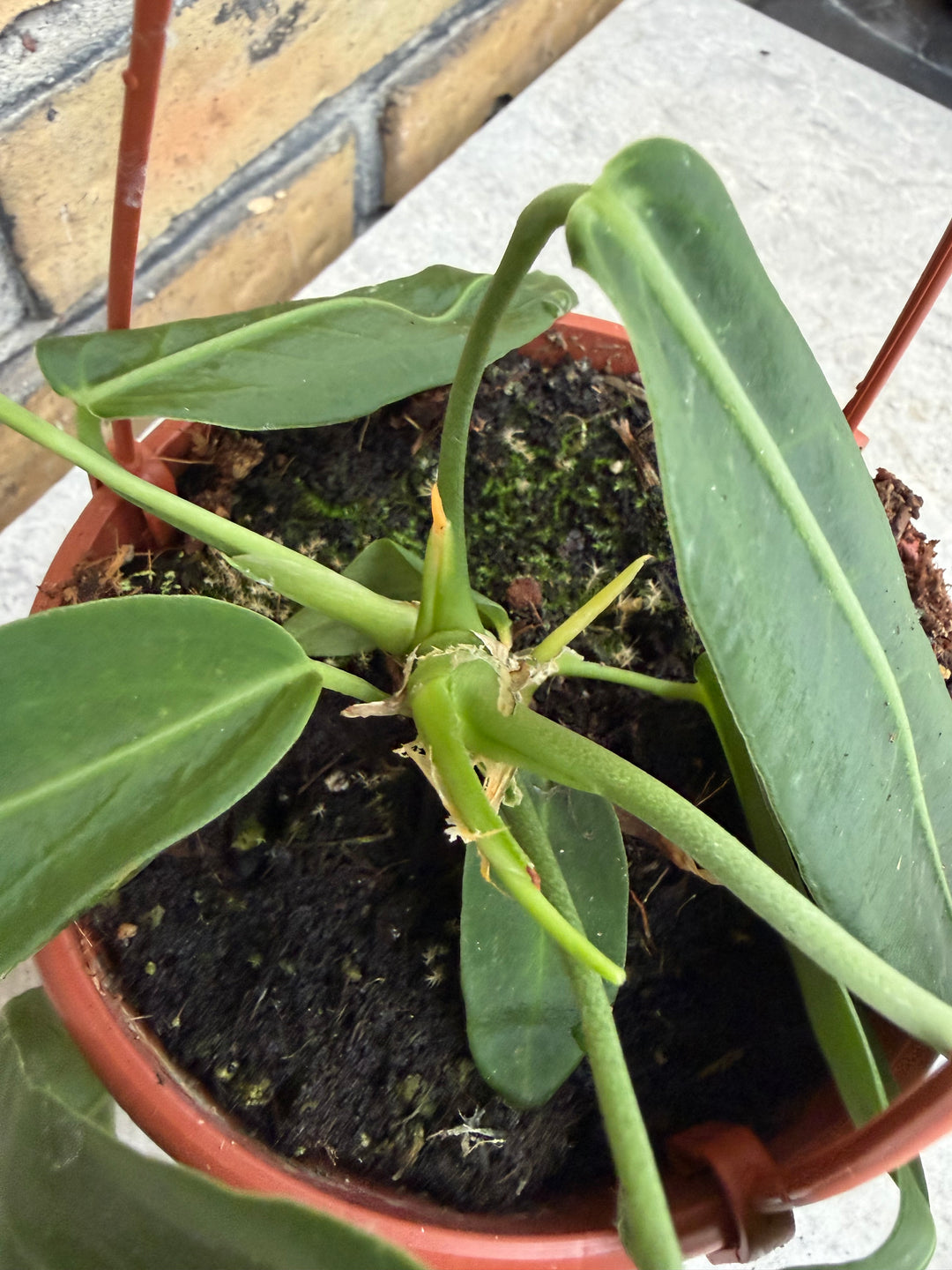 Anthurium pallidiflorum