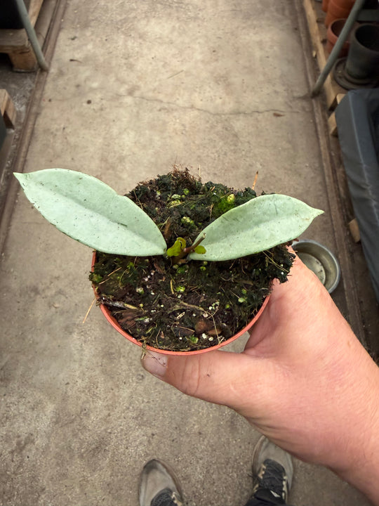 Hoya Wilbur graves silver
