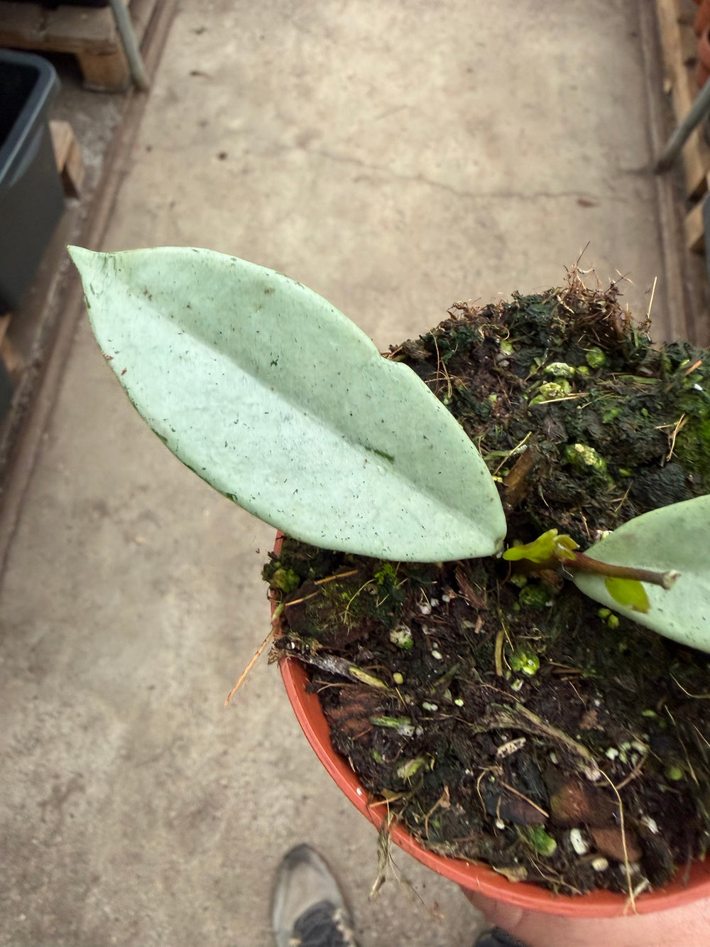 Hoya Wilbur graves silver