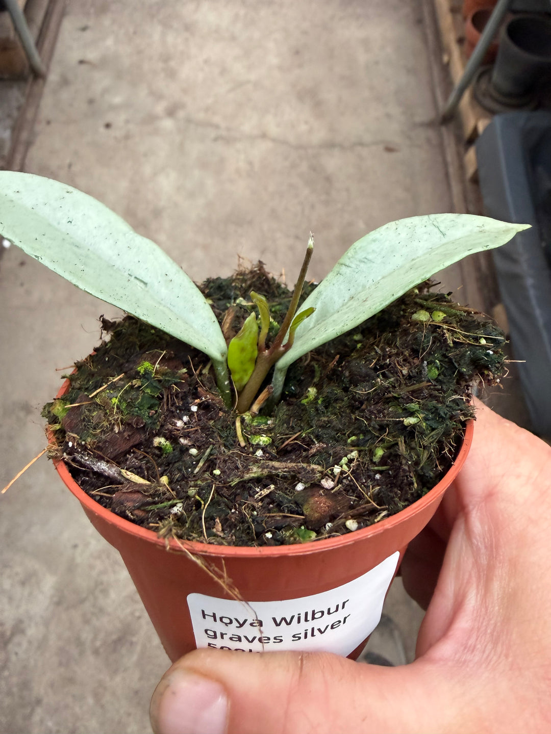 Hoya Wilbur graves silver