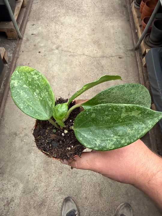 Hoya latifolia rimba perak