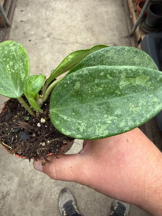 Hoya latifolia rimba perak