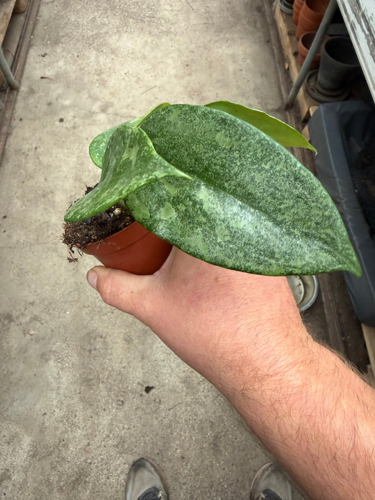 Hoya latifolia rimba perak