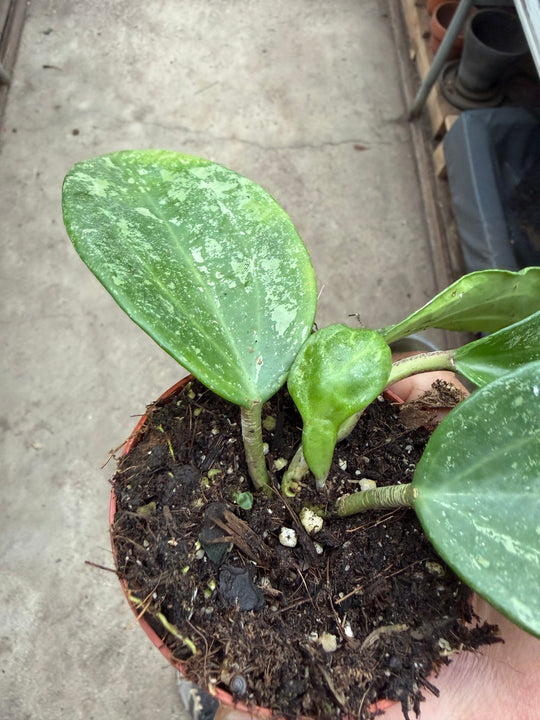 Hoya latifolia rimba perak