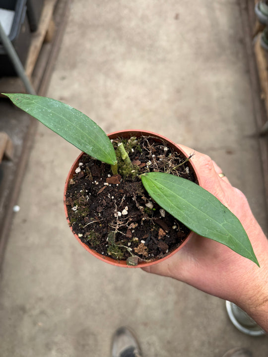 Hoya cinnamomifolia