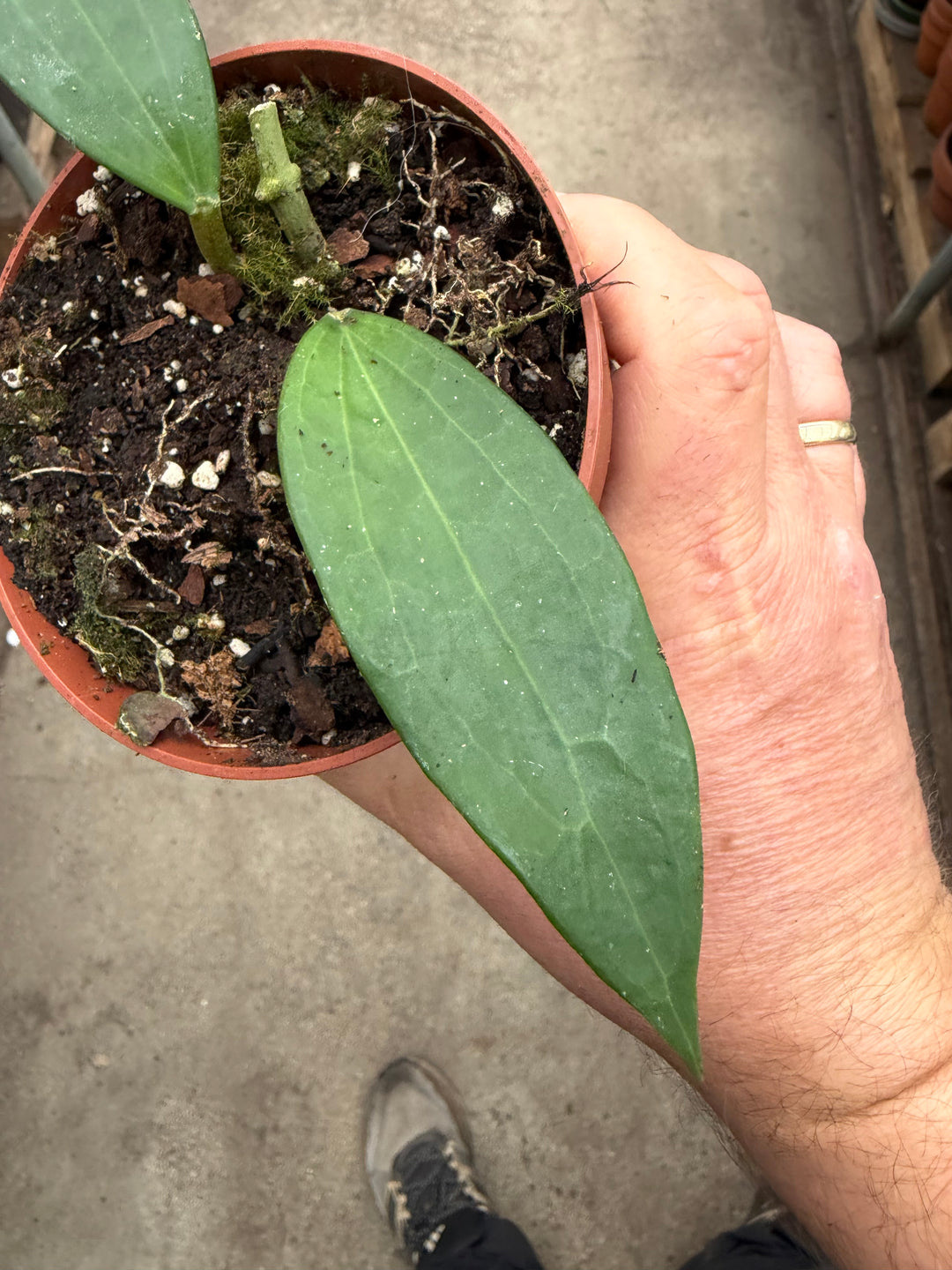 Hoya cinnamomifolia