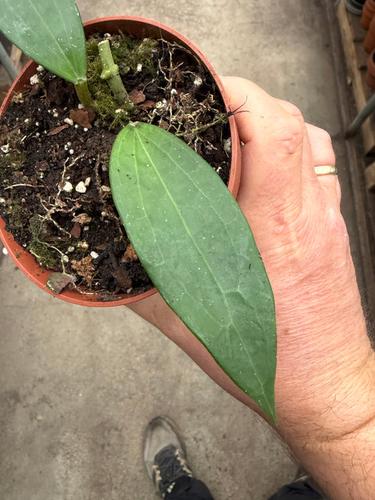 Hoya cinnamomifolia