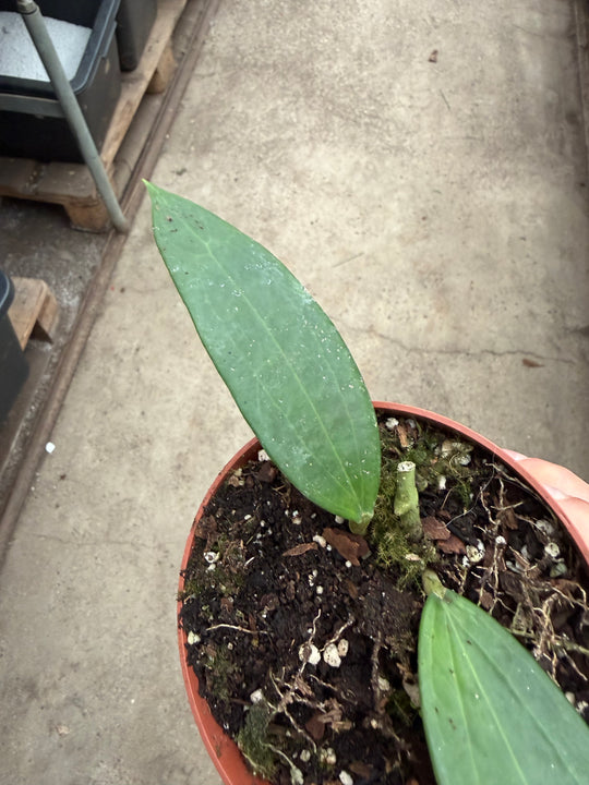 Hoya cinnamomifolia