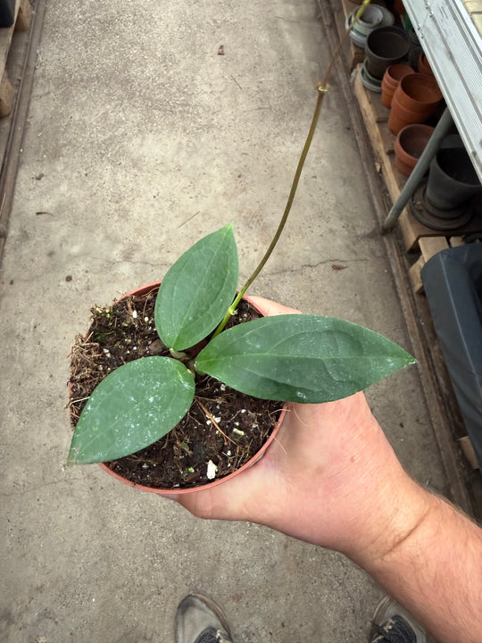 Hoya Timor