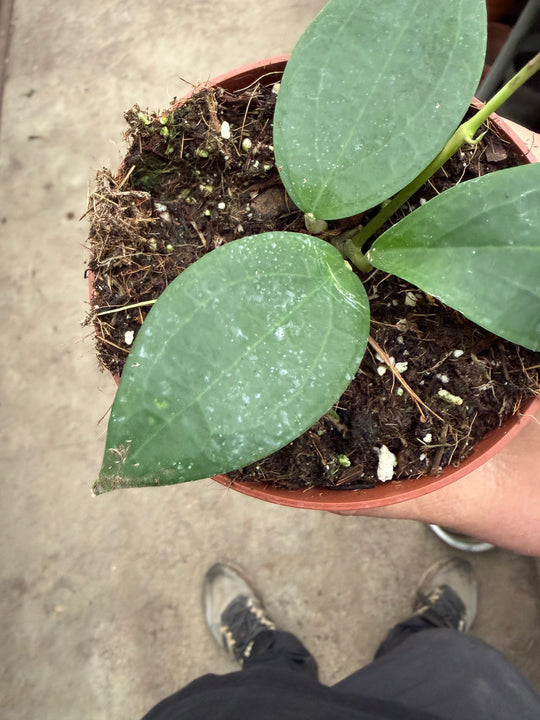Hoya Timor