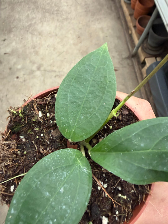 Hoya Timor
