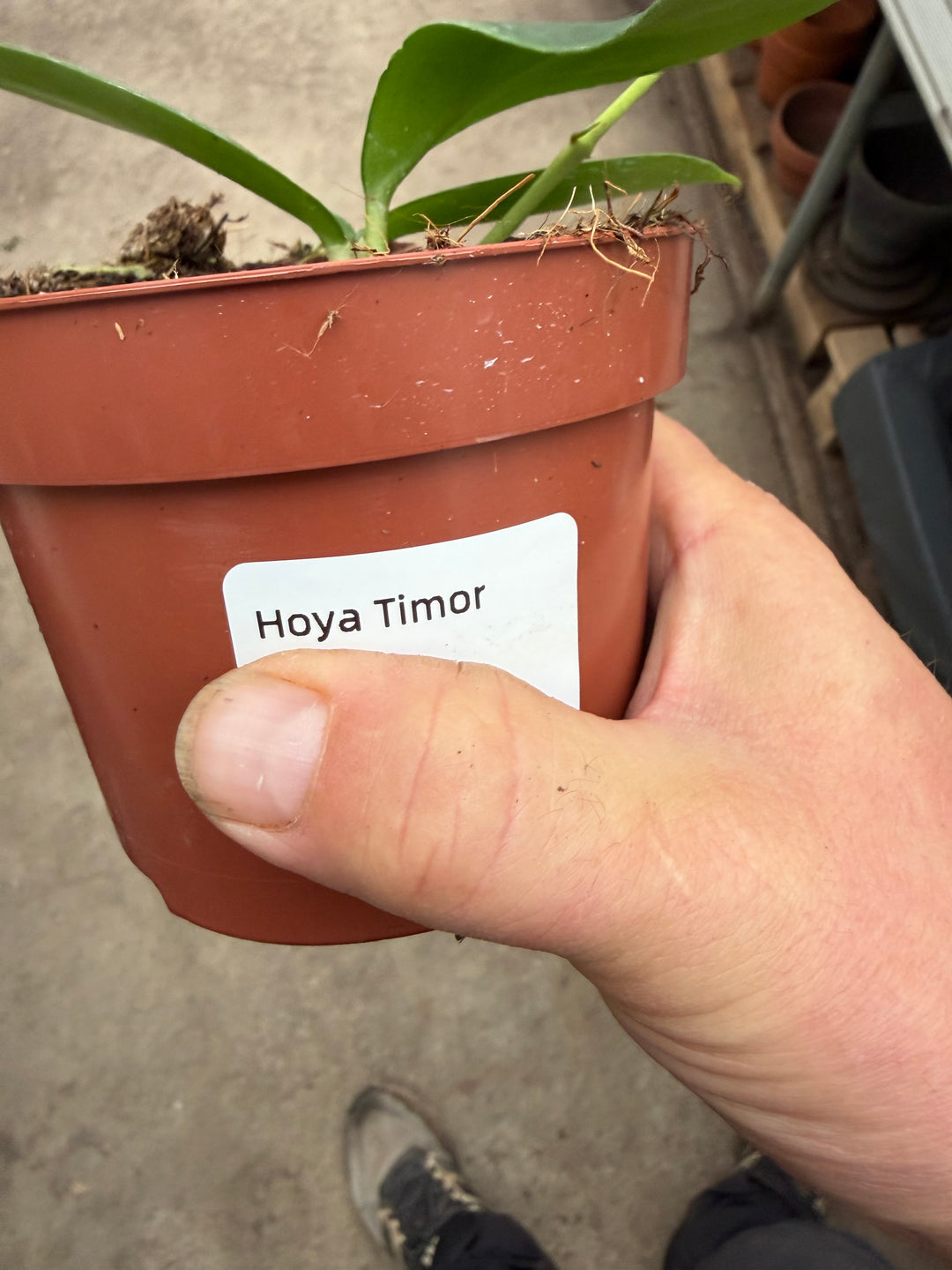 Hoya Timor