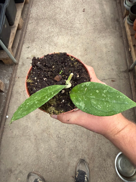 Hoya aff. Vitellina