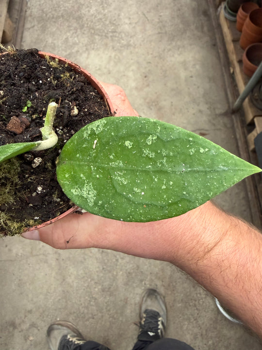 Hoya aff. Vitellina