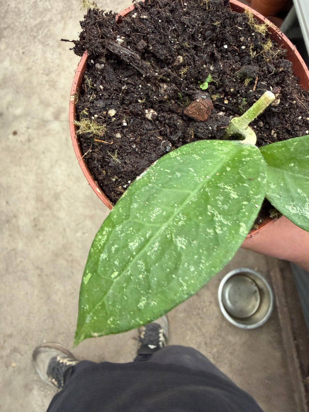 Hoya aff. Vitellina