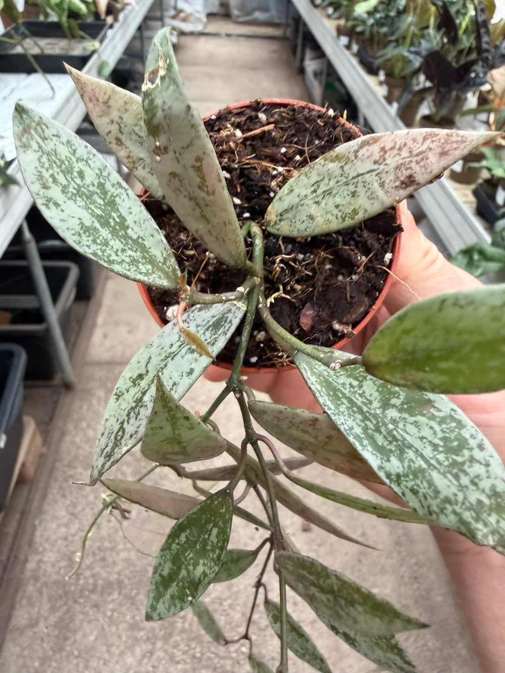 Hoya lacunosa sp. Laos