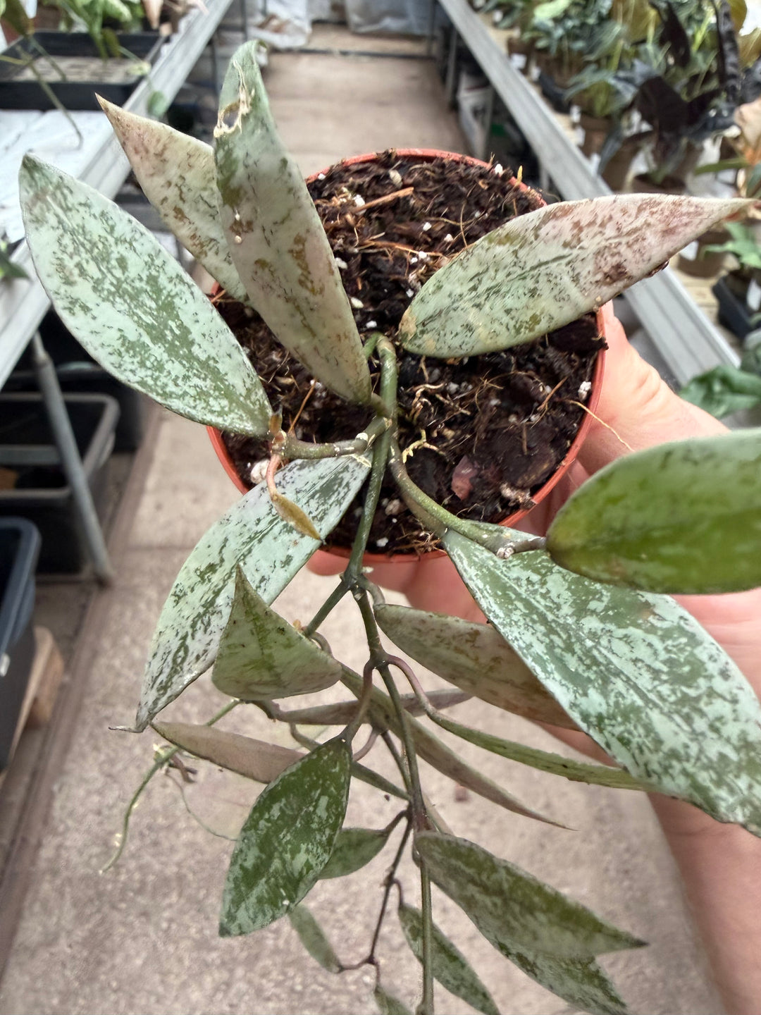Hoya lacunosa sp. Laos