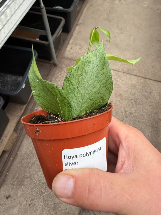 Hoya polyneura silver