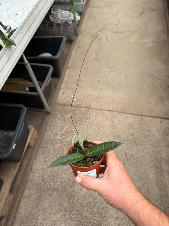 Hoya hypolasia