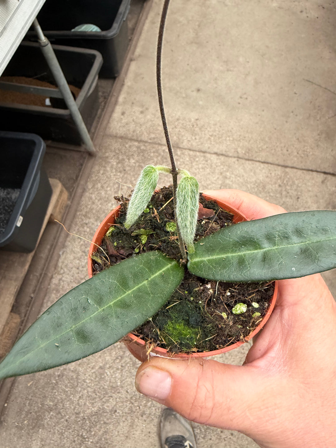 Hoya hypolasia