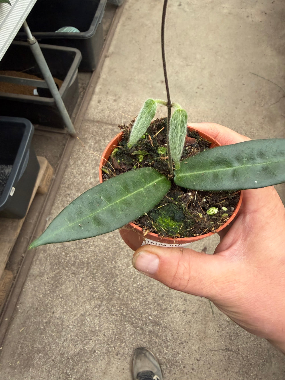 Hoya hypolasia