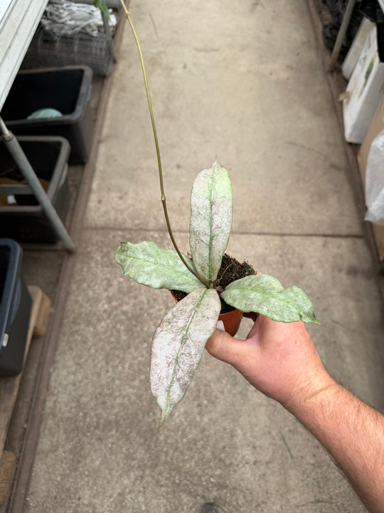 Hoya mitrata silver