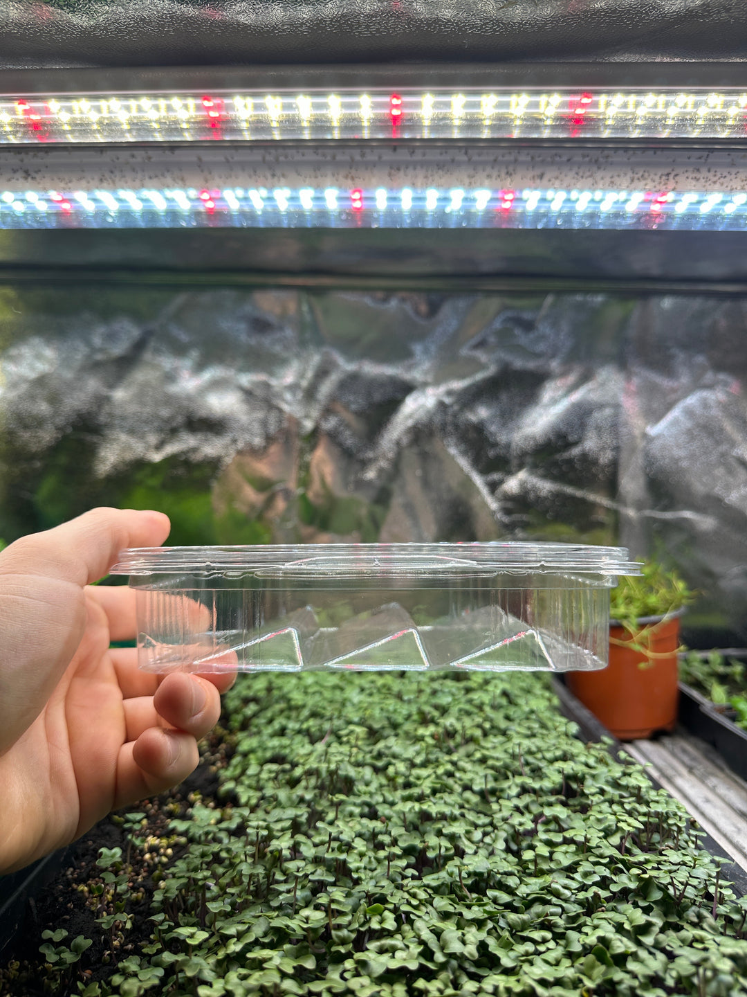 Microgreens Containers for 50 Gram Servings 180 pcs