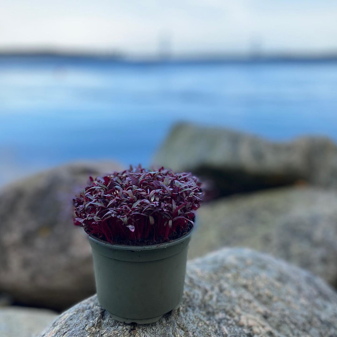 Amaranth Microgreens