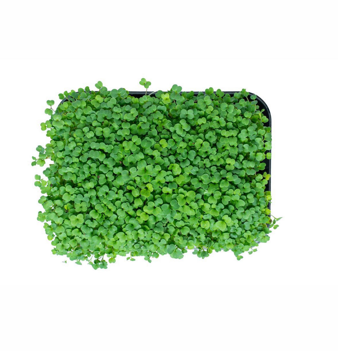 Arugula Microgreens