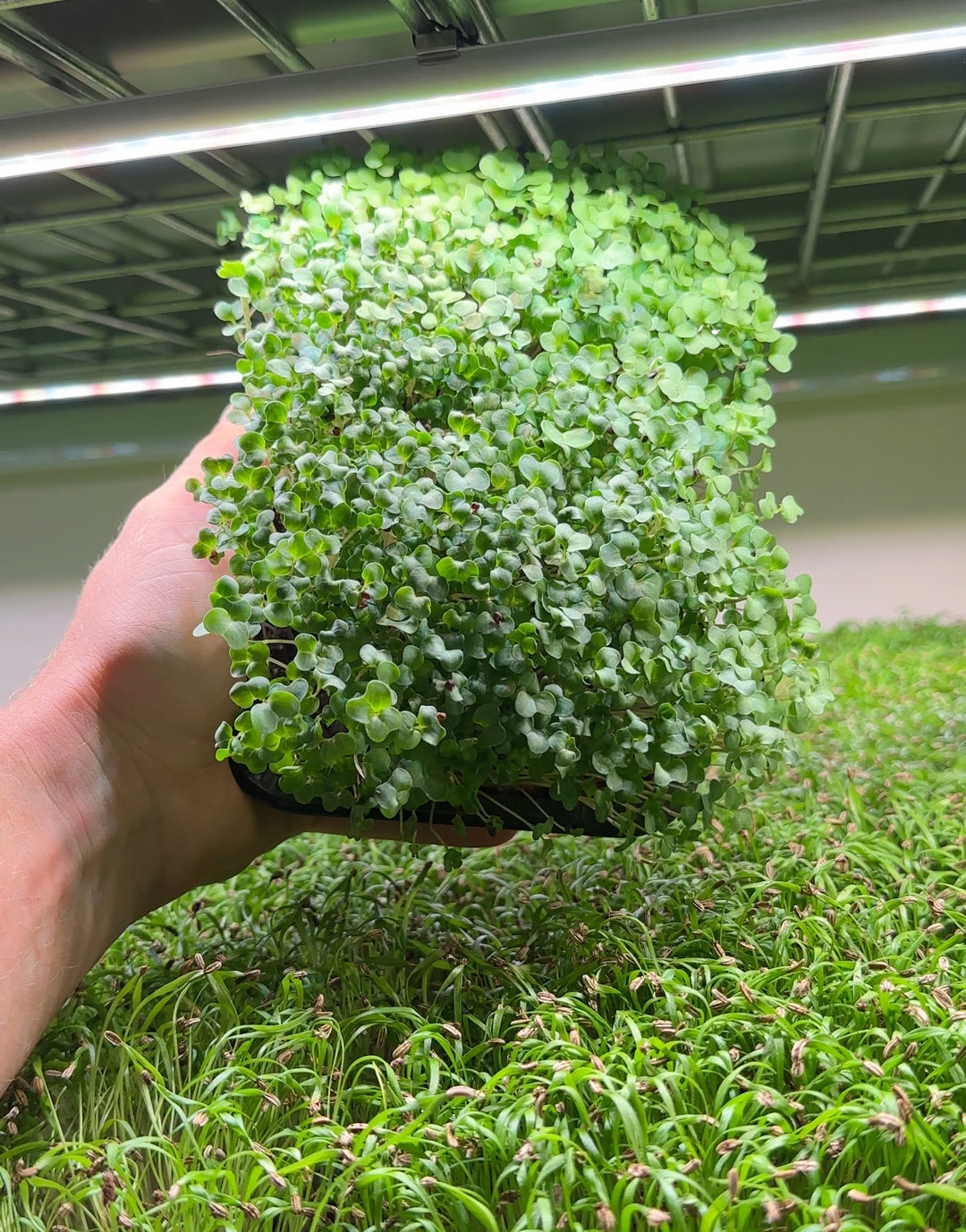 Microgreens Starterpack Trialpack