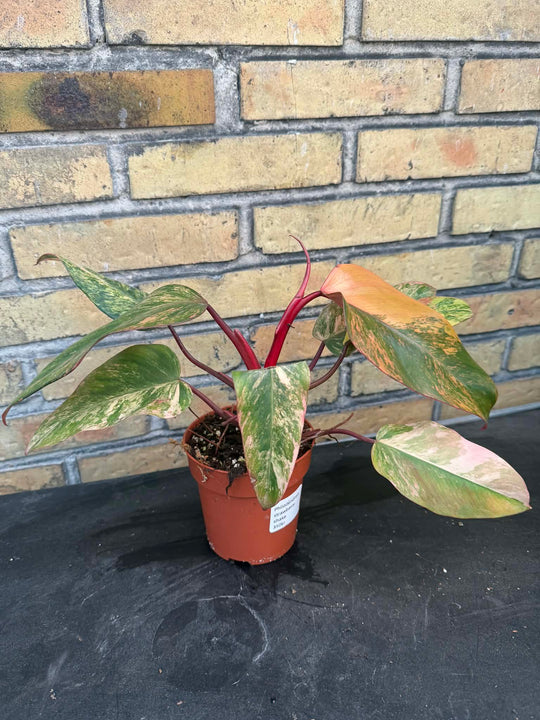Philodendron strawberry shake