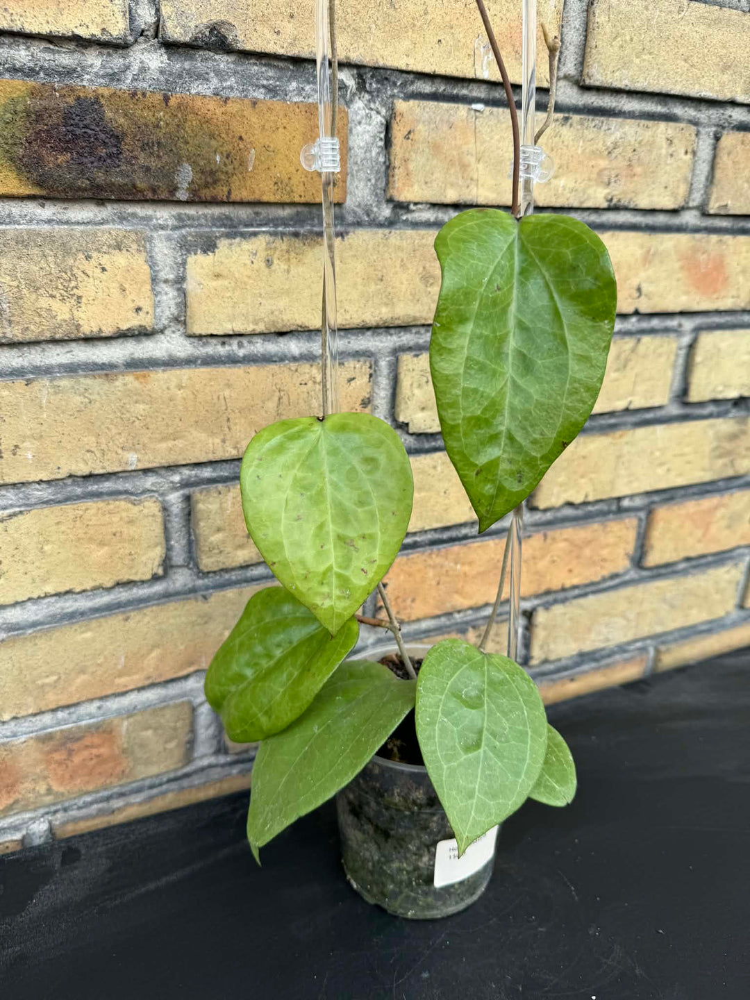 Hoya glabra