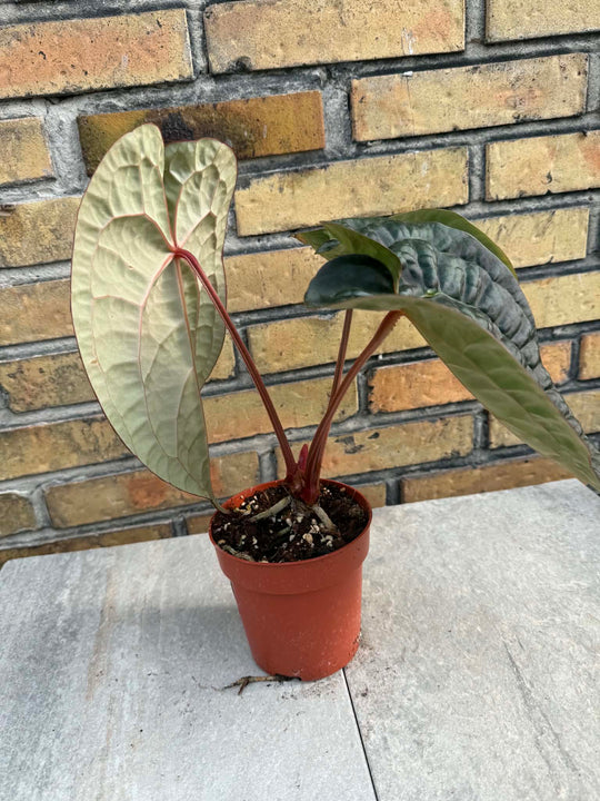 Anthurium red chrystalinum x luxurians