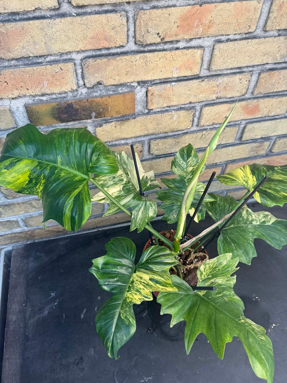 Philodendron Florida beauty x mayoi