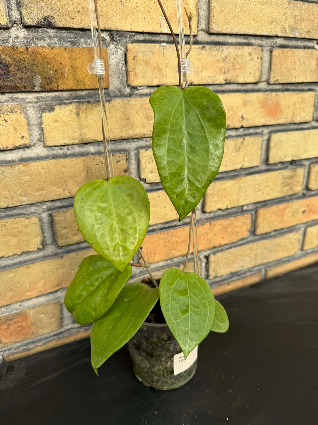 Hoya glabra