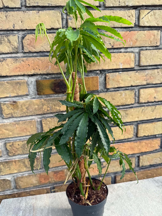 Anthurium polyschistum