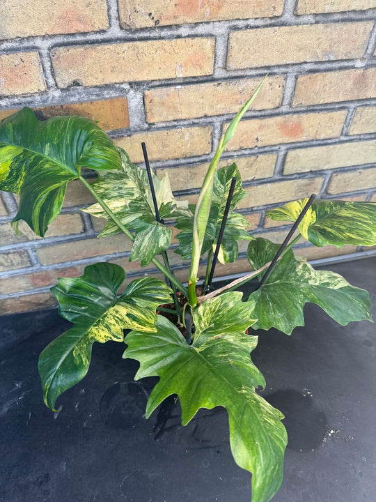 Philodendron Florida beauty x mayoi