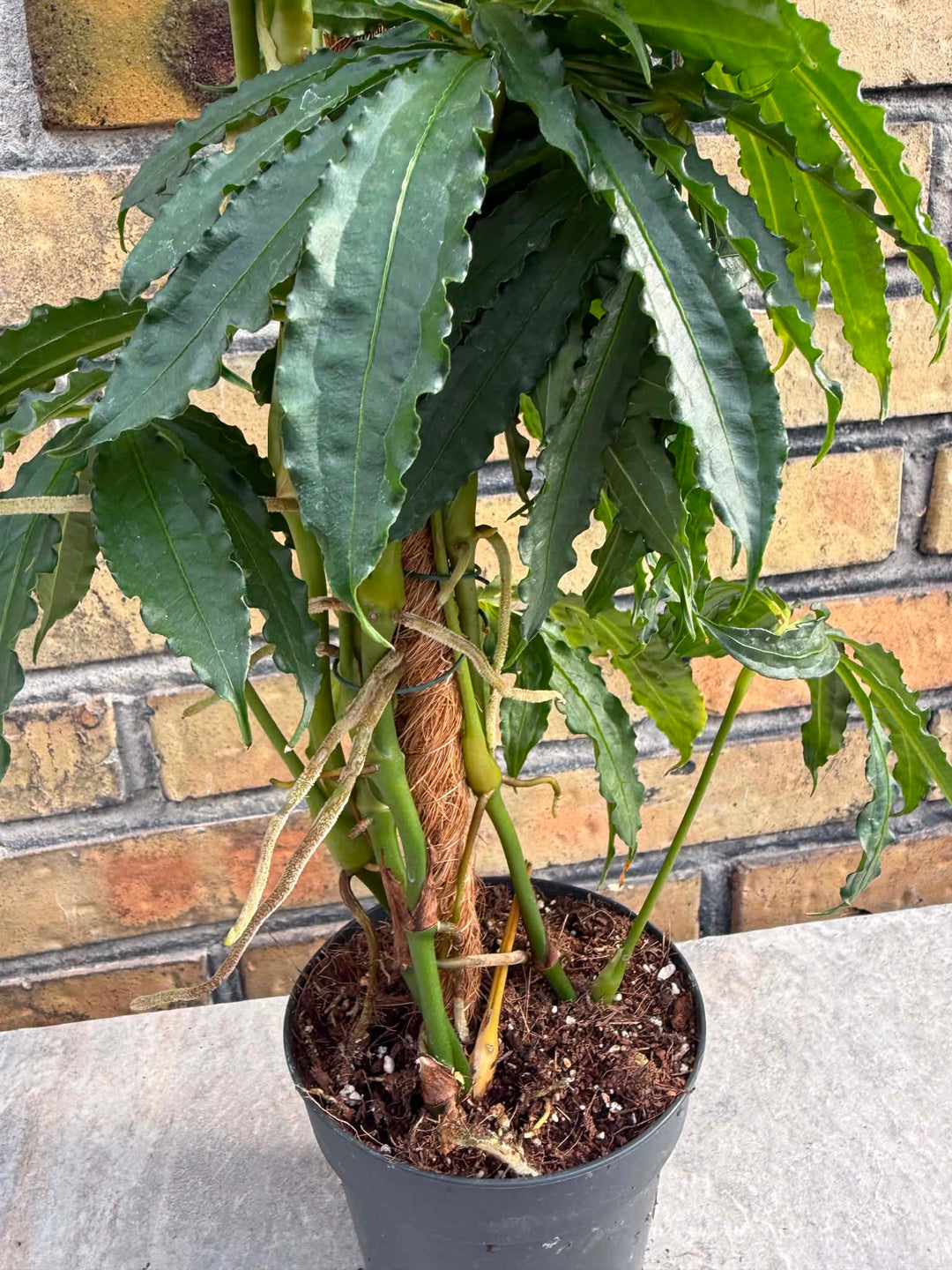 Anthurium polyschistum