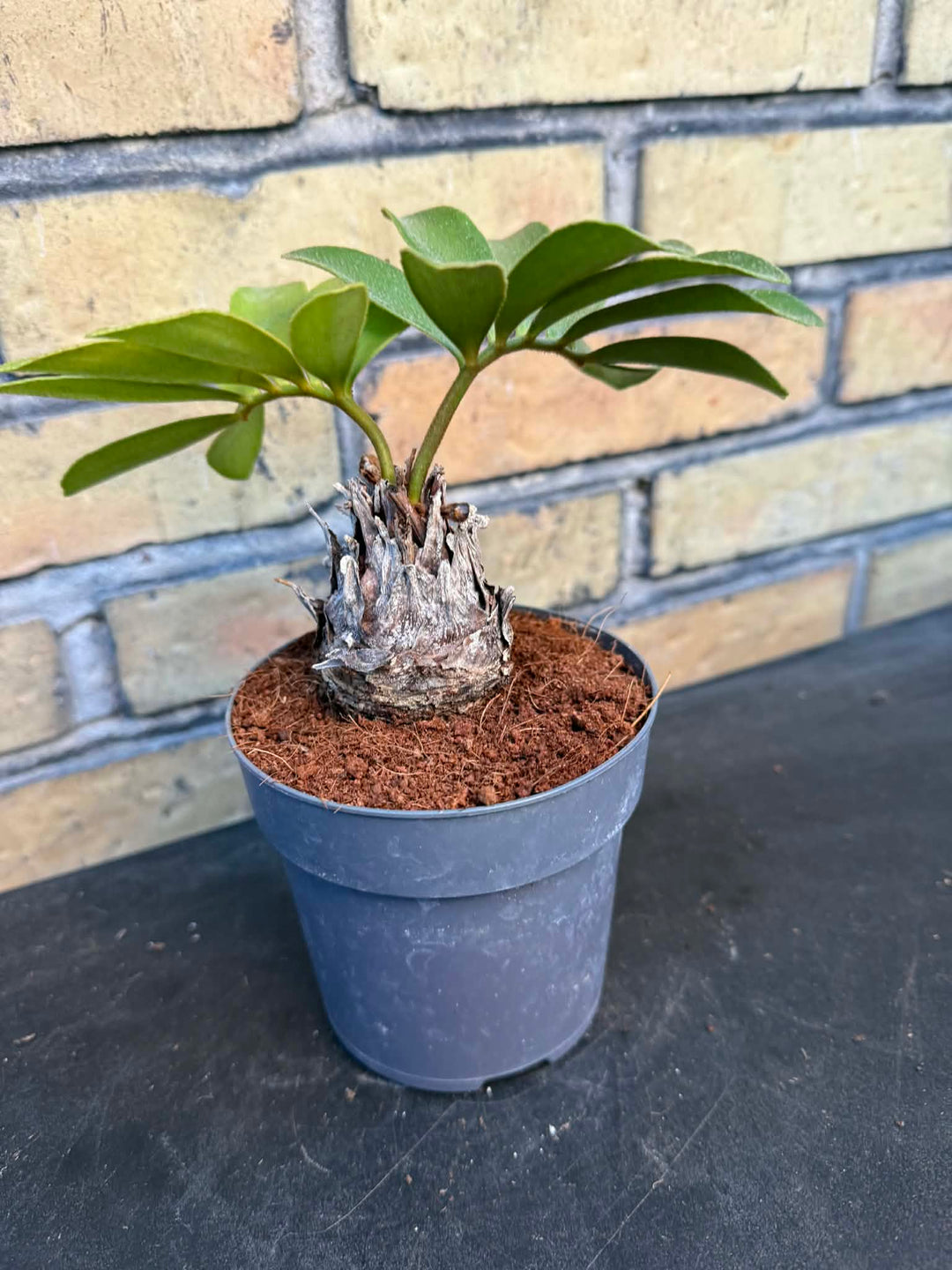 Zamia furfuracea