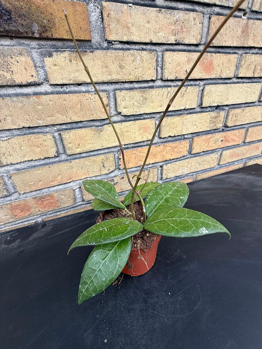 Hoya verticillata lampung