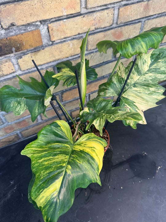 Philodendron Florida beauty x mayoi