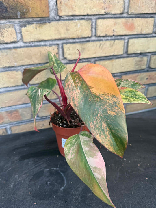 Philodendron strawberry shake