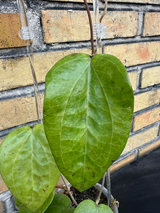 Hoya glabra