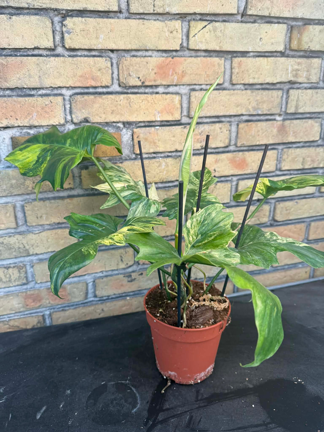 Philodendron Florida beauty x mayoi