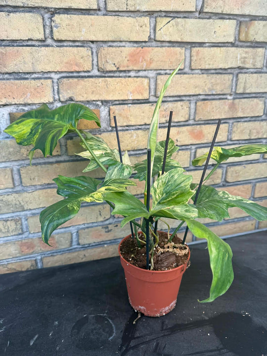 Philodendron Florida beauty x mayoi