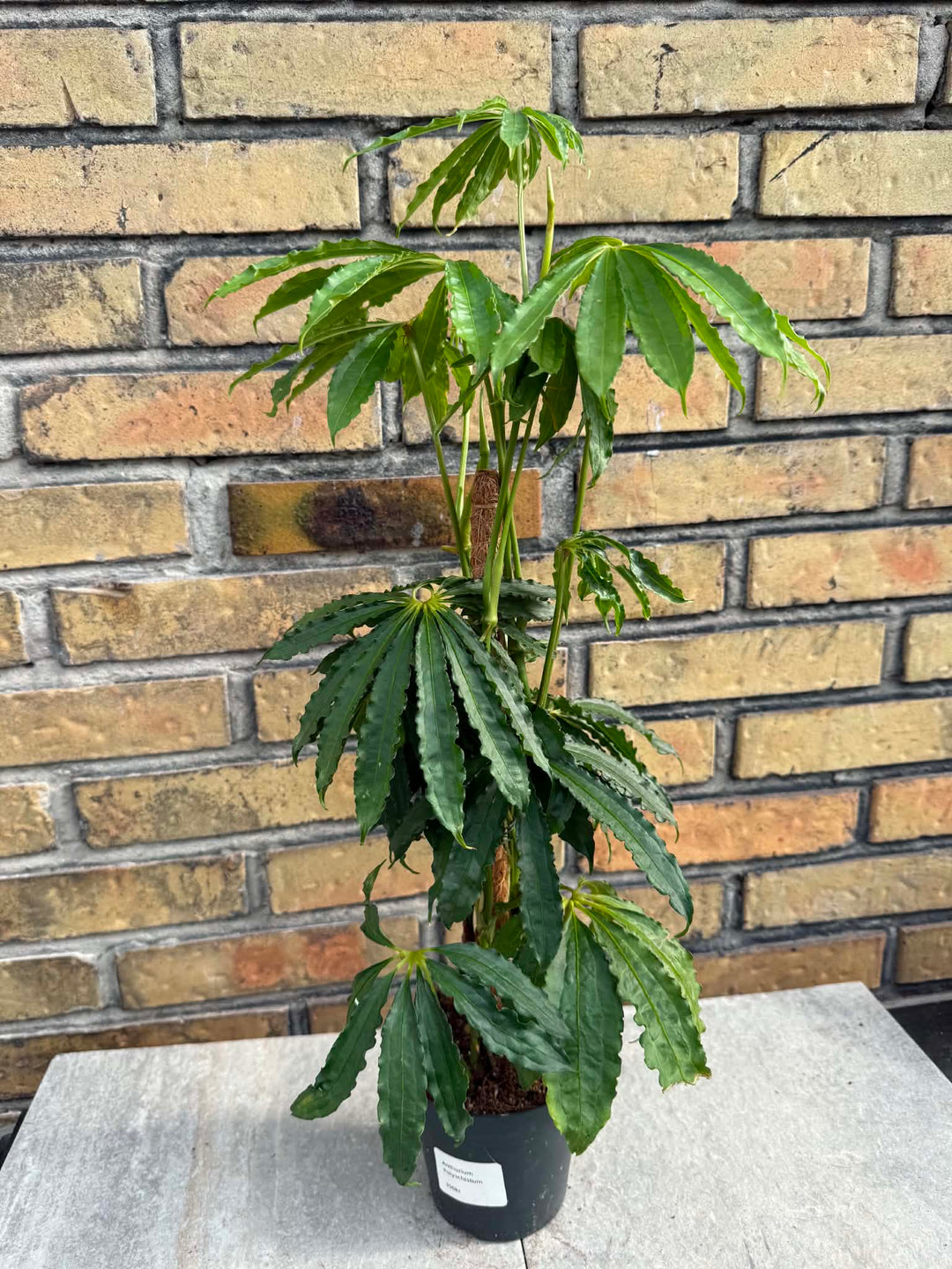 Anthurium polyschistum