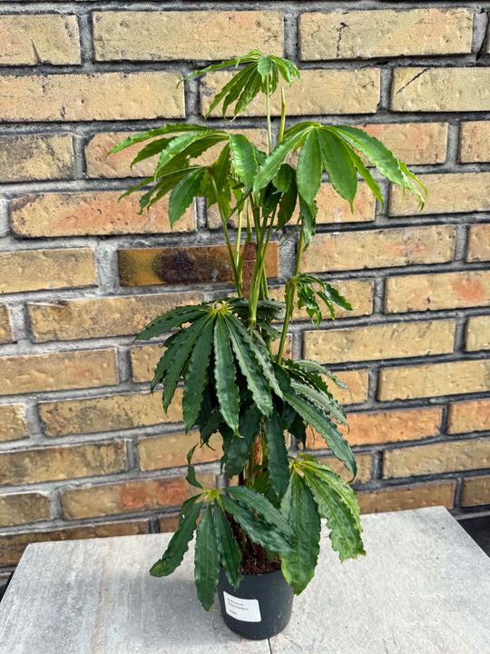 Anthurium polyschistum