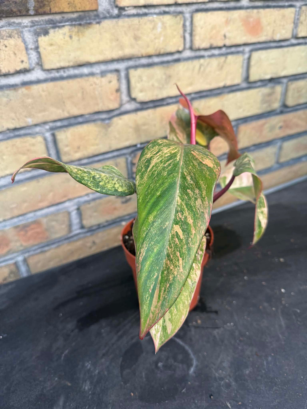 Philodendron 'Strawberry Shake'