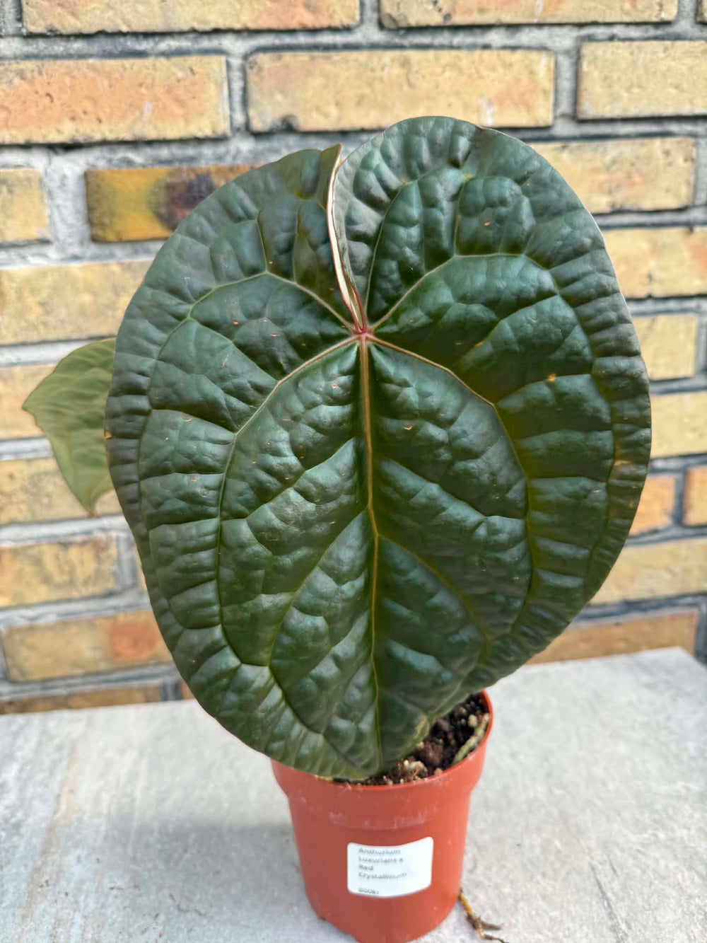 Anthurium red chrystalinum x luxurians